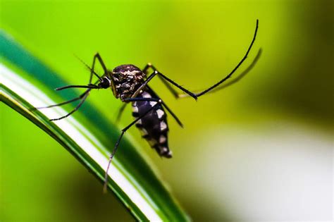 10 Mosquito.